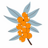 Seaberry Lab